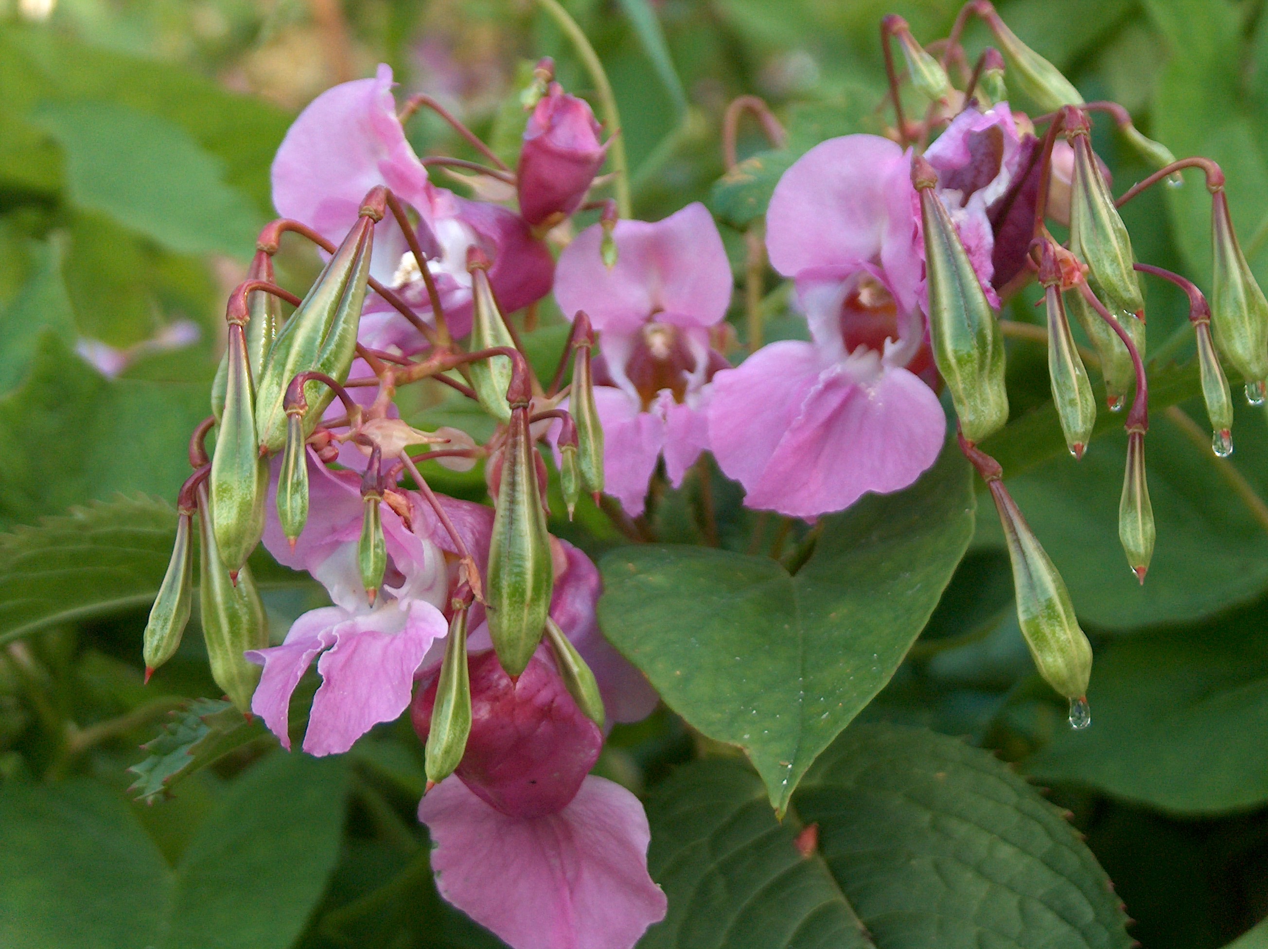 Himalayan Balsam