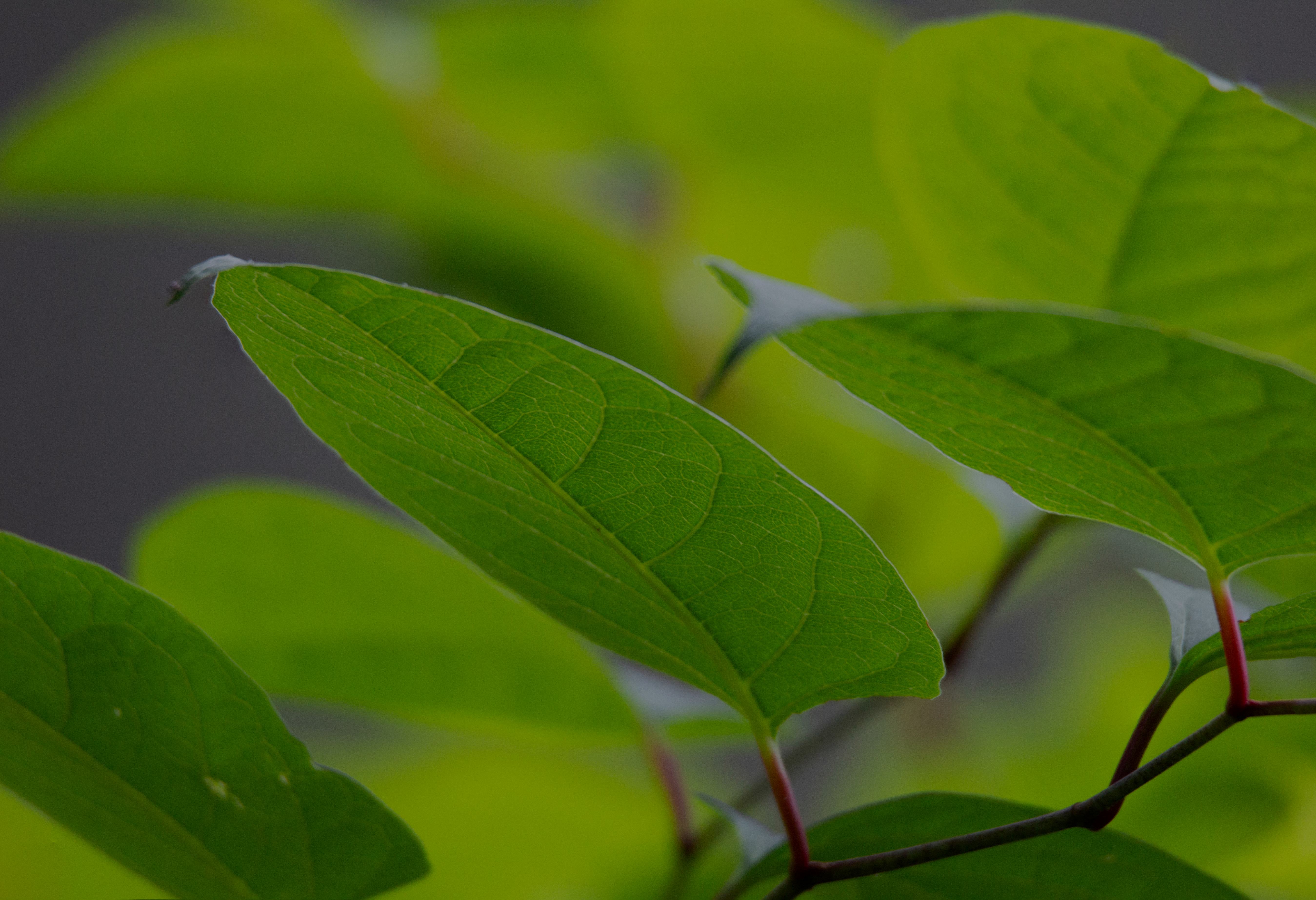 Japanese Knotweed Treatment