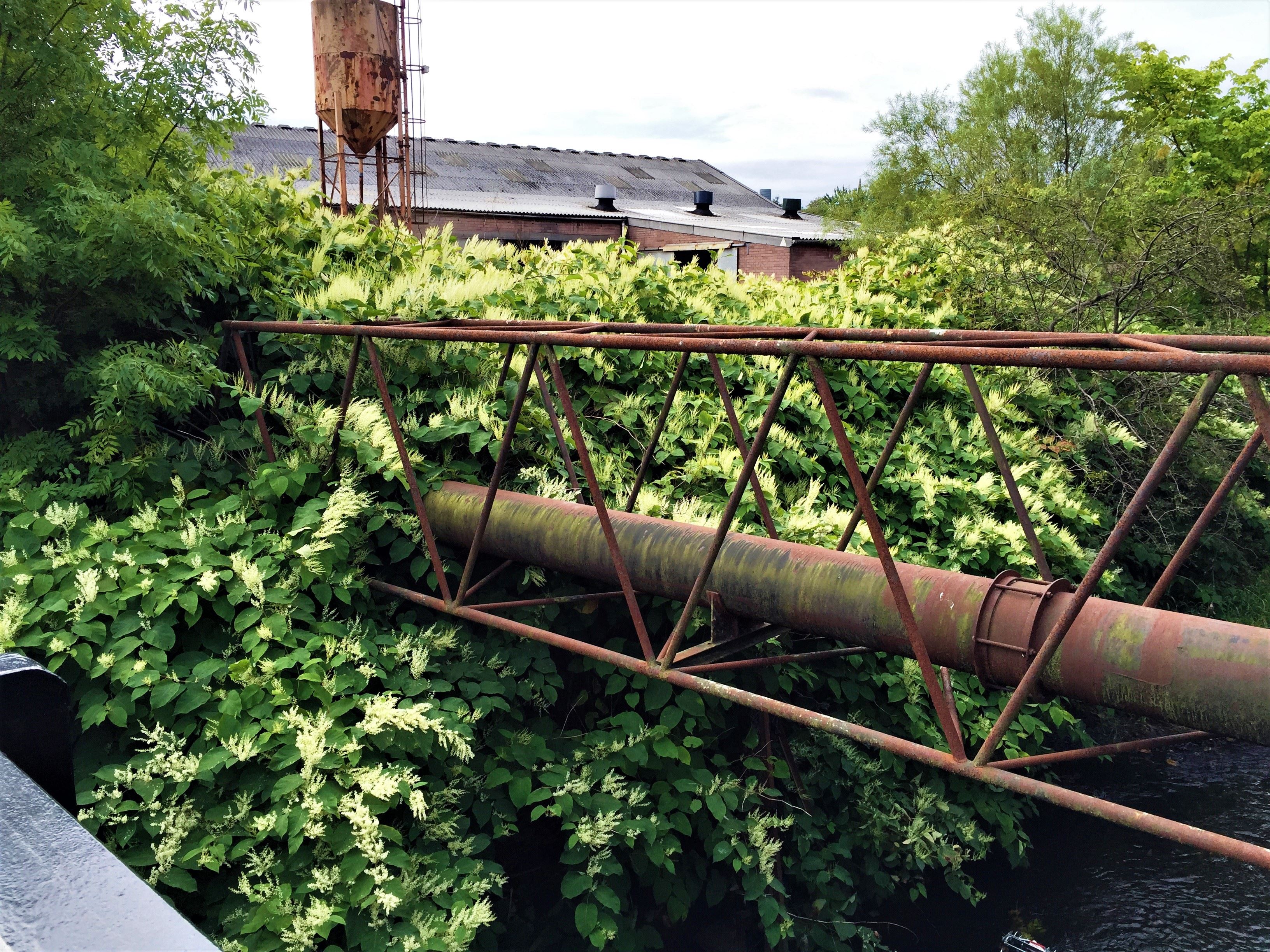 japanese knotweed treatment smart