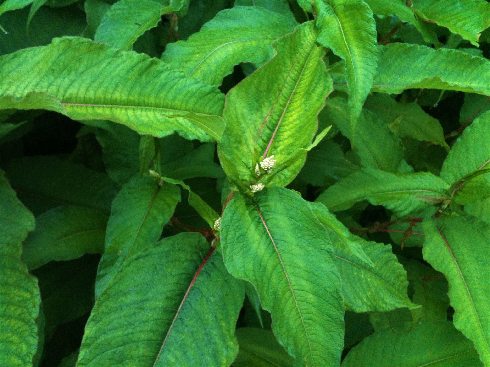 Himalayan Knotweed - KleerKut