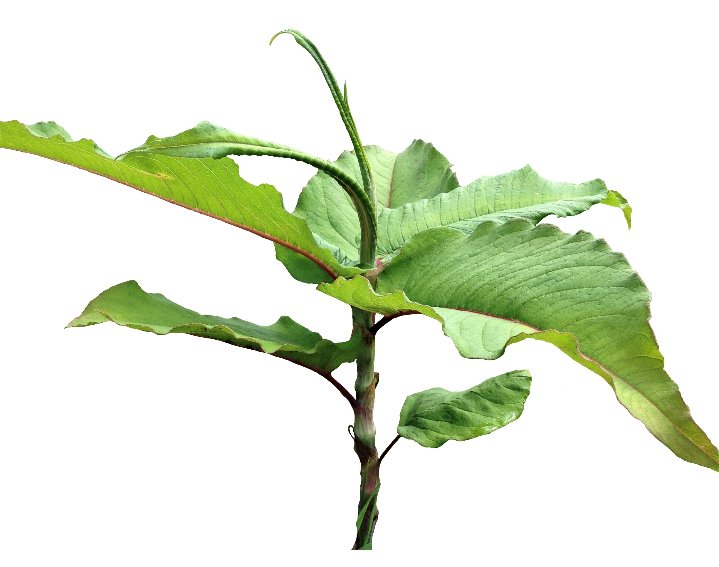 Himalayan Knotweed