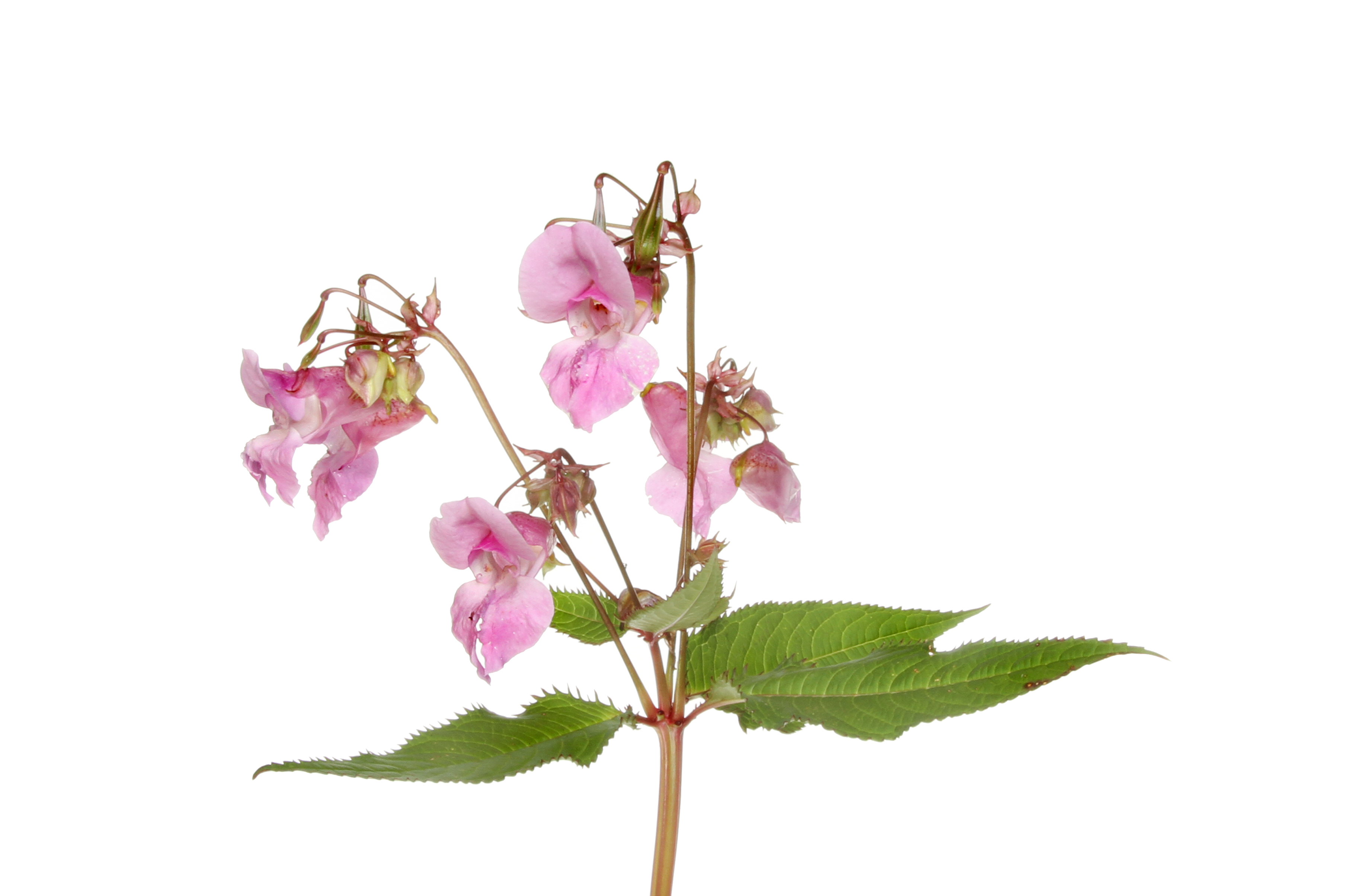 Himalayan Balsam