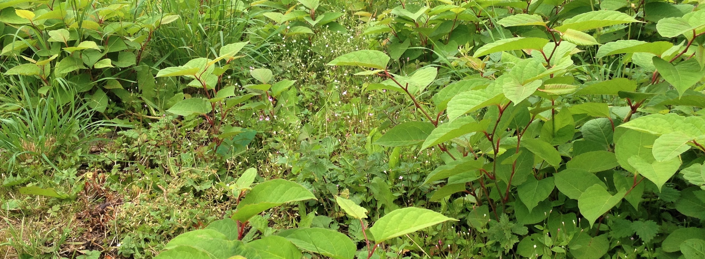 japanese knotweed treatment