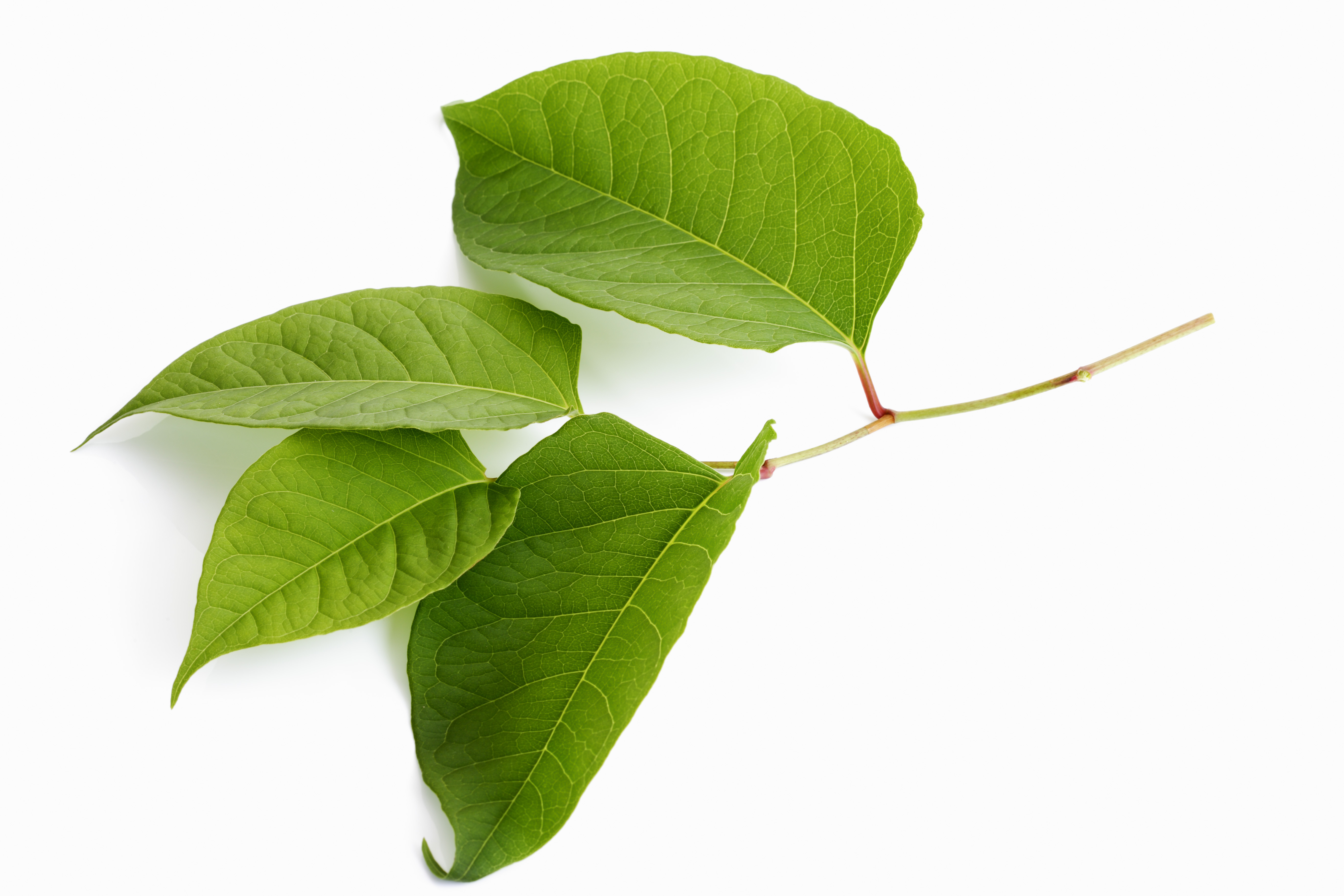 japanese knotweed leaf