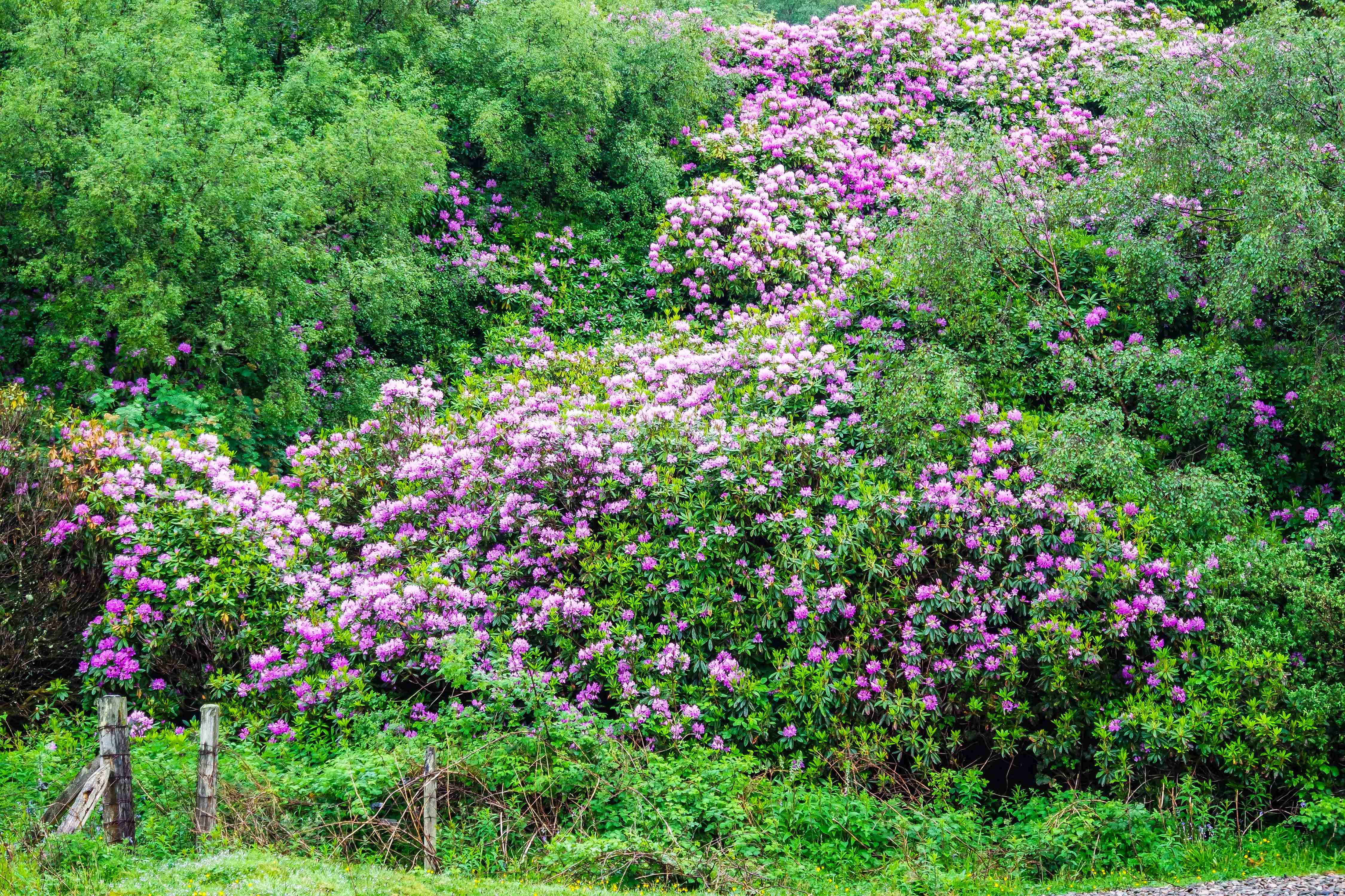 Rhododendron Ponticum