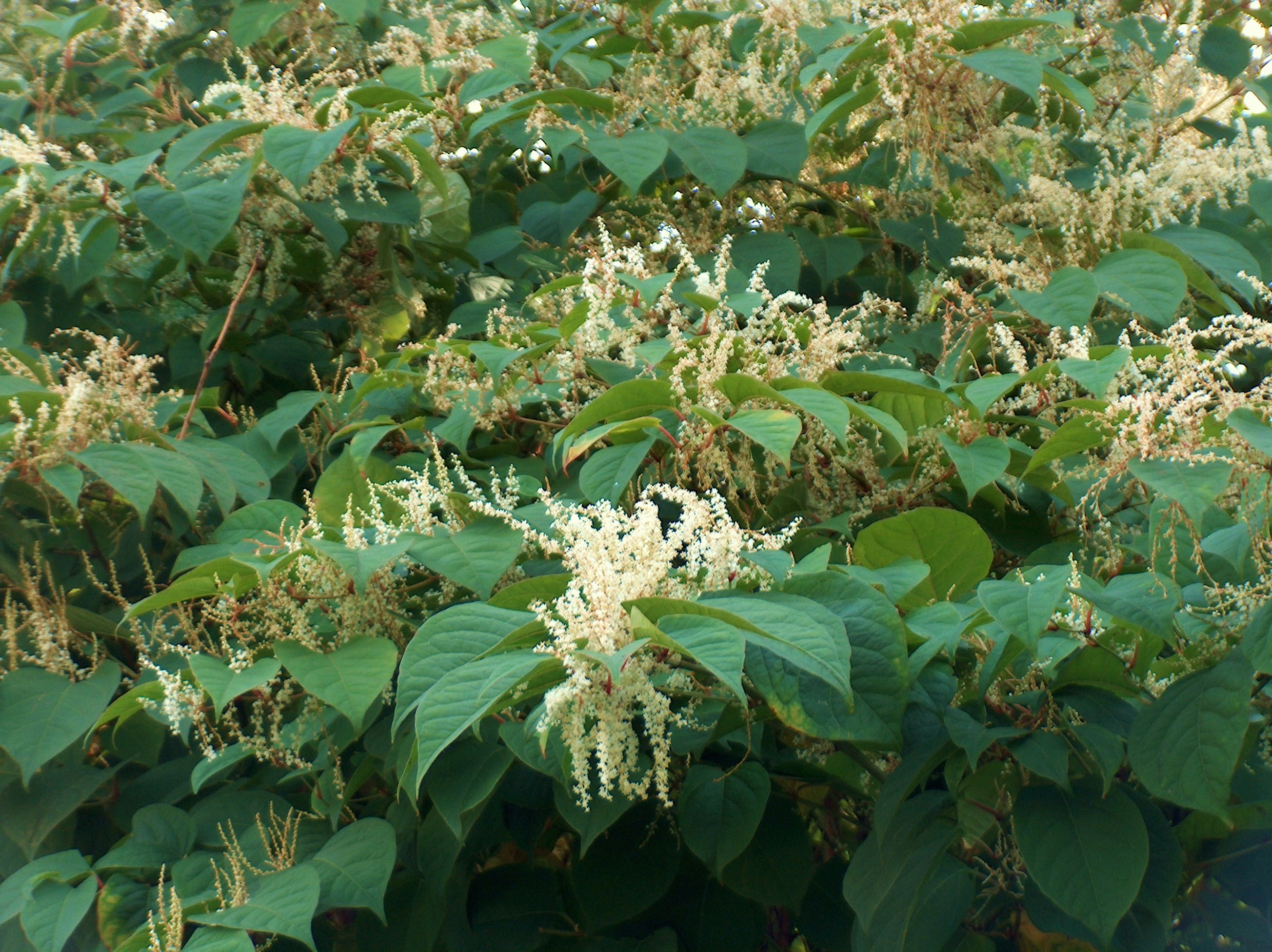 autumn japanese knotweed flower