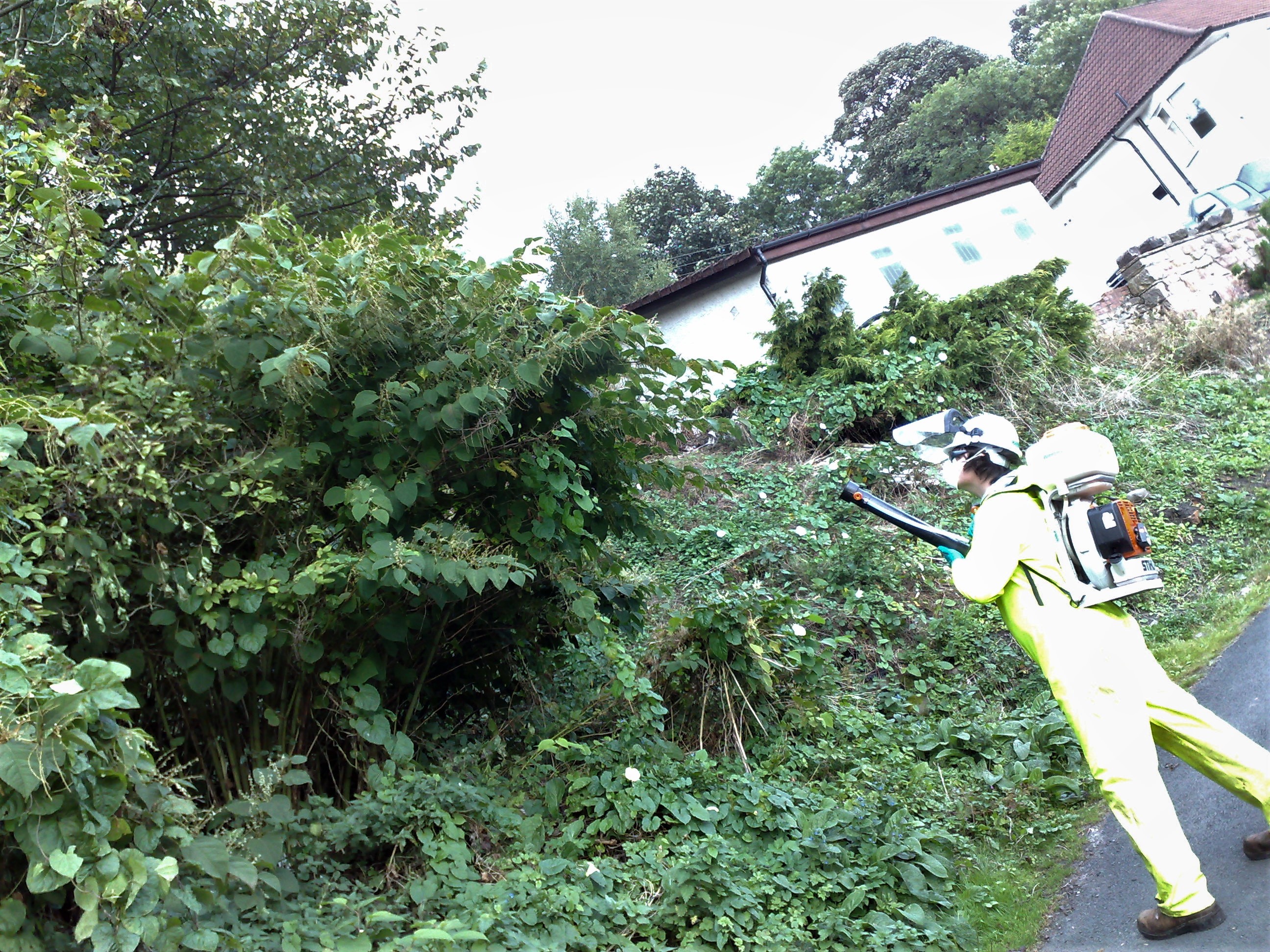 Giant Japanese Knotweed Birmingham