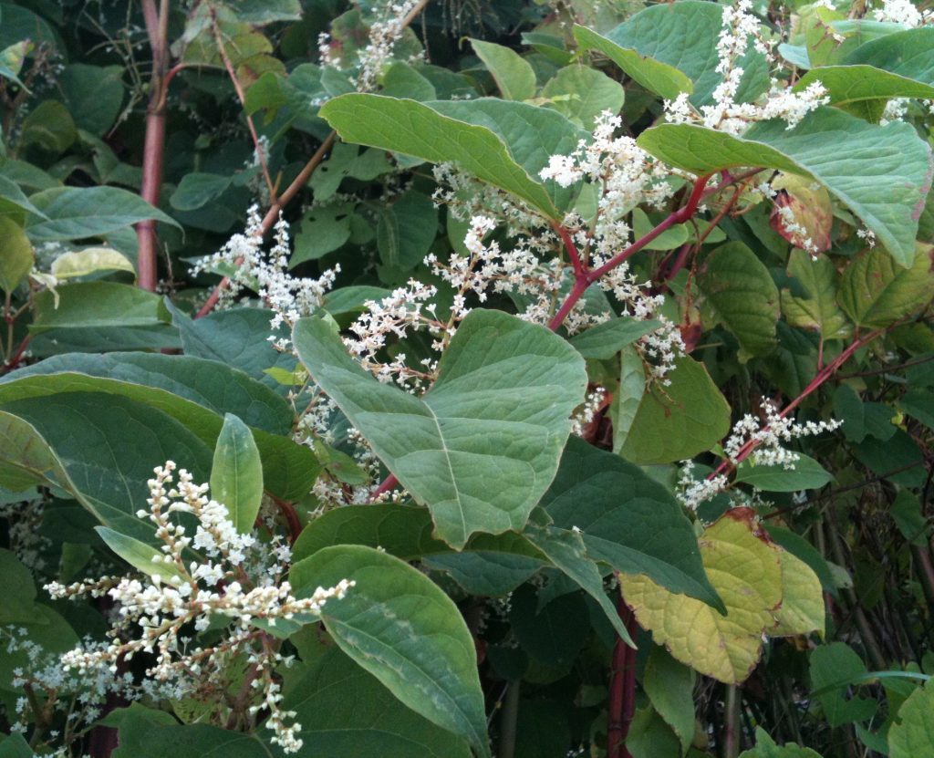 autumn japanese knotweed