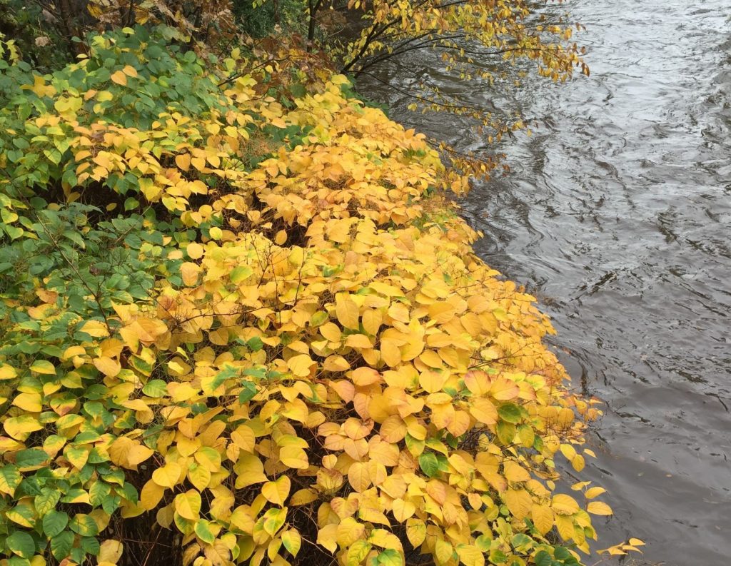 autumn japanese knotweed on river clyde